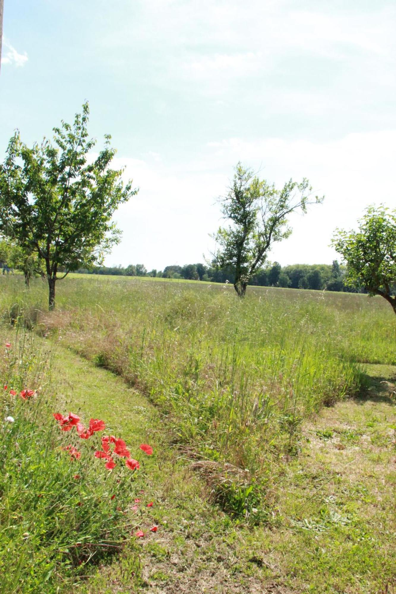 Le Figuier Saint-Sauveur (Gironde)